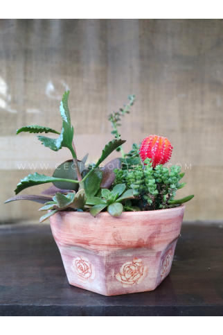 Anya -  Jardín de Cactus y Suculentas