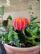 Anya -  Jardín de Cactus y Suculentas