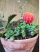 Anya -  Jardín de Cactus y Suculentas