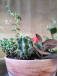 Anya -  Jardín de Cactus y Suculentas