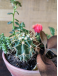 Anya -  Jardín de Cactus y Suculentas