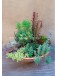 Español - Jardín de suculentas