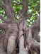 Ficus | Bonsais Premium