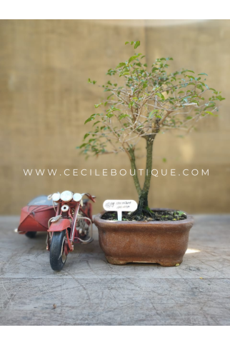 Bonsai Medium| Bonsais Premium