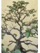 Bonsai Olmo Chino Dragón