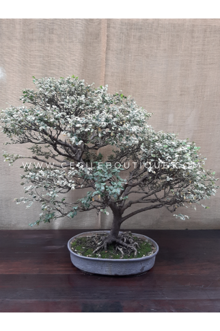 Olmo Chino Blanco| Bonsais Premium