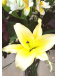 Kate | Ramo de Flores