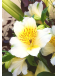 Kate | Ramo de Flores